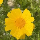 بذور اقحوان البساتين ابيض و اصفر