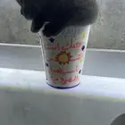 قطة سكوتش فولد