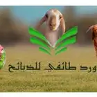 نوفر ذبائح مناسبات و ثلاجة وكشتات مع السلخ ولتوصيل