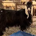 تيس عارضي سنه سديس طيب وشرط القريع