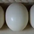 بيض نعام لي الرسم وجوز نعام