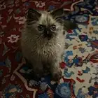 قطة لتبني