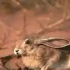 موجوده ارانب للبيع الواحد ب 50