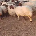 غنم نعيم مراح صنف كامل بمراييعه حول 100 راس ساجر