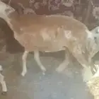 للبيع نعاج مولدات