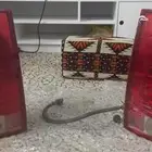 اسطبات خلفيه يوكن