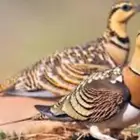 للبيع قطا عراقي