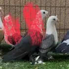 حمام زينة للبيع