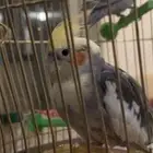 بيع ببغاء كروان انثى 210ريال