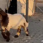 جذع نعيم صنف فاخر