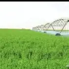 مطلوب مزرعه الايجار