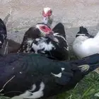 بط شهرمان للبيع