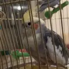 بيع ببغاء كروان انثى 210ريال