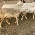 رخال مقاريب