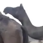 ابل مجاهيم ضرايب
