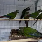 ثلاثين حبة كنيور جملة