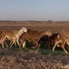 هرافي سواكن