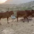 حسلان بلدي