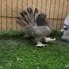 6 حبات جاوا كرنقو ورستوف مستوى جميل