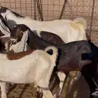 للبيع معزاء حجازيات صنف فواخر 7 ب الفحل