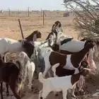 للبيع معزاء هولنديات صنف فواخر مواليد