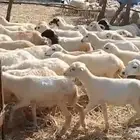 رخال رفيدي من 410
