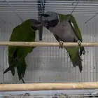 نوادر الطيور - زوج درة دربيان