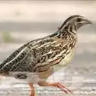 سمان ب ر ي