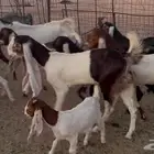 للبيع هولنديات صنف