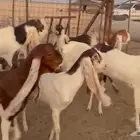 للبيع معزا حجازيات صنف فواخر حلال متعوب عليه