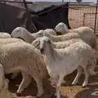 افلح من ذكر الله للبيع غنم حريات صنف فواخر