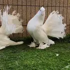 حمام زينة للبيع