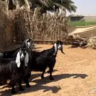 عوارض مضاريع على السونار