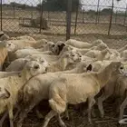 رخال رفيدي من 580