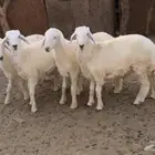 طليان نظيفة وصحة شرط