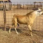 تيس فحل بيشي