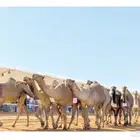 مطلوب ابل ذود صفر او شعل فوق البداوه