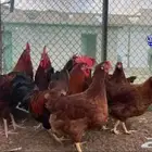 بيض دجاج فرنسي وفيومي ذهبي وفيومي شبابي(سلاله نقية جامبو)