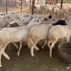 رخال رفيدي من 750