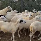 رخال رفيدي من 680