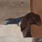 جذعات صنف للبيع