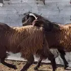تيوس قبرصيه