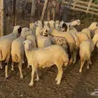 رخال بلدي من 780