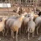 رخال رفيدي من 600 ريال