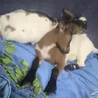 ماعز قزم