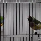 ازوج قولديان فينش