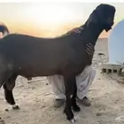 جذع شامي جرم تب