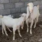 عنز معها جفرة وتيس