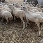 رخال بلدي رفيدي