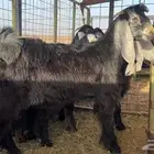 تيس عارضي مشروع فحل